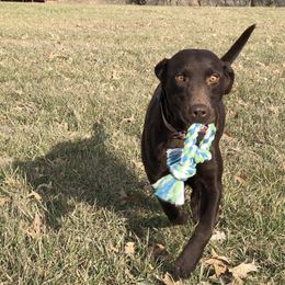 Jewells - Labrador Retriever