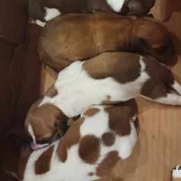 Dachshunds from Christi's Critters