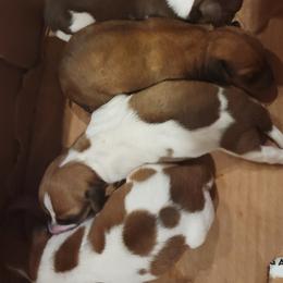 Dachshunds from Christi's Critters