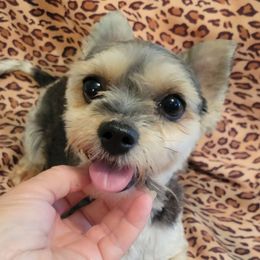 Destiny - Biewer Terrier