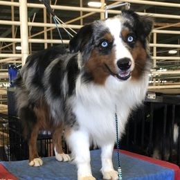 River - Miniature Australian Shepherd