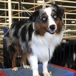 River - Miniature Australian Shepherd