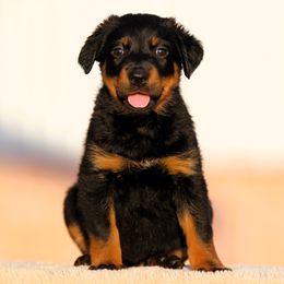 Arabella - 5350 - Black and rust female Beauceron puppy in Rockwall, Texas from Elitehaus