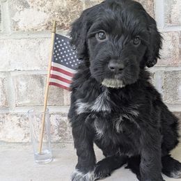 Sequoia - Black and white Portuguese Water Dog puppy in Jacksonville, Florida from Filo House