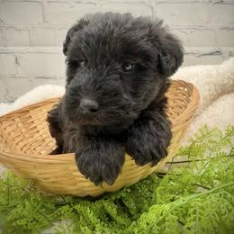 Black colored male - Black male Lakeland Terrier puppy in Marshallville, Ohio from Anne's Pups