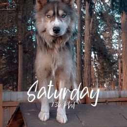 Siberian Huskies from Vitaliy's Siberian Huskies