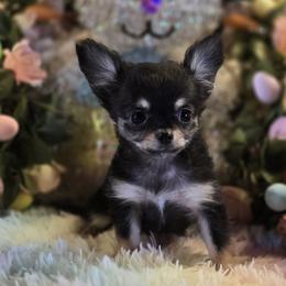 Chihuahua puppies from Peaceful Acres