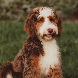Gidget - Bernedoodle