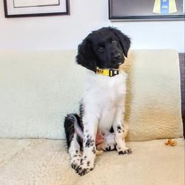 Stabyhoun Puppies from Kennel fan de Wiide Mar Stabyhouns