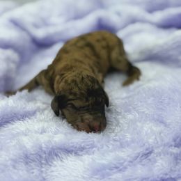 Peanut Butter - Merle female Sheepadoodle puppy in Greeneville, Tennessee from Smokey Mountain Sheepadoodles