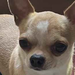 Chihuahuas from Barbara JAN Lukenbill