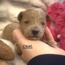 Opal - Apricot female Poodle puppy in Lake Ann, Michigan from Riyem Wildflower Farms