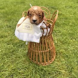 Honey - Red  male Goldendoodle puppy in Battleground, Washington from Doodles Delight PNW