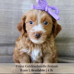Rosie - Red  female Goldendoodle puppy in Comanche, Texas from Central Texas Doodles, LLC.