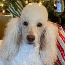 Goldendoodles and Poodles from Southern Doodles and Poodles