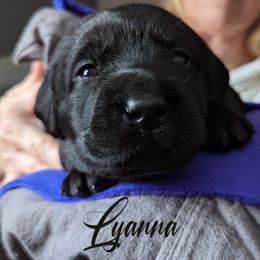 Labrador Retriever Puppies from Dorothy's Labrador Retrievers