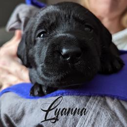 Labrador Retriever Puppies from Dorothy's Labrador Retrievers