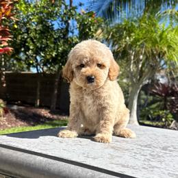 Boy 2 - Cream male Poodle puppy in San Diego, California from Goldendoodles & Poodles of San Diego