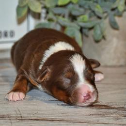 Blaze - Red tri male Miniature Australian Shepherd puppy in Lowgap, North Carolina from Baileys Mini Aussies