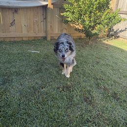 Ozzie - Miniature Australian Shepherd