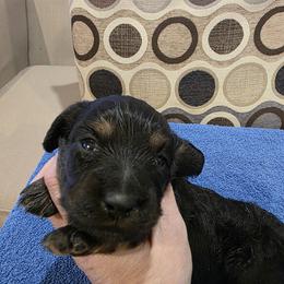 Black and Tan Boy - Black and tan male Dachshund puppy in Pueblo, Colorado from HotDachs