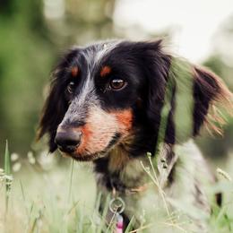 Stella - Dachshund