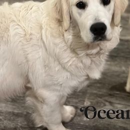 Ocean - Golden Retriever