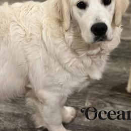 Ocean - Golden Retriever