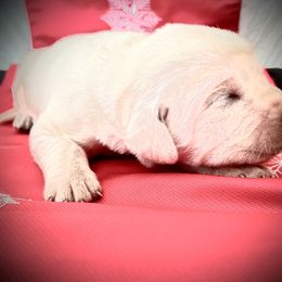 Labrador Retriever Puppies from Frost Creek Ranch