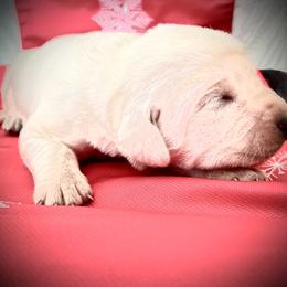 Labrador Retriever Puppies from Frost Creek Ranch