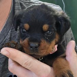 Athena - Black and mahogany female Rottweiler puppy in Tangent, Oregon from Raya's Royals