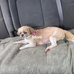 Luna - Shih Tzu