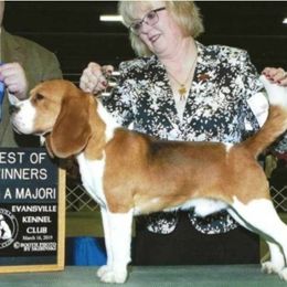 Alamo - Beagle