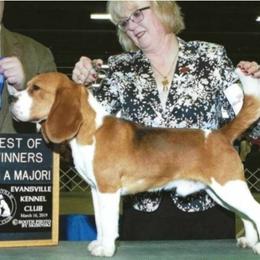 Alamo - Beagle