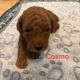 Cosmo - Red  male Poodle puppy in Union Grove, Alabama from Beltane Bonnies