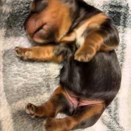 Matilda - female Yorkshire Terrier puppy in Escondido, California from Yorkies of Escondido