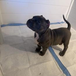 American Bully Puppies from M&M XL Bully Kennel
