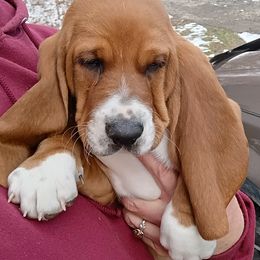 Sammy - Brown and white male Basset Hound puppy in Imler, Pennsylvania from Happy Hounds