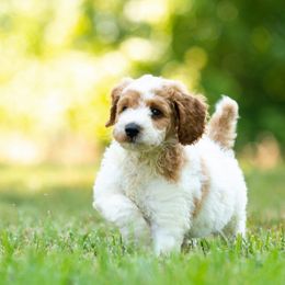 Goldendoodle and Poodle Puppies from Shadow Ridge Doodles