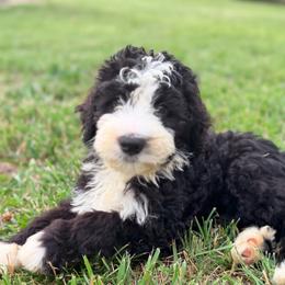 Gucci with training - Black and white male Bernedoodle puppy in Boonville, North Carolina from Doods & Dolls
