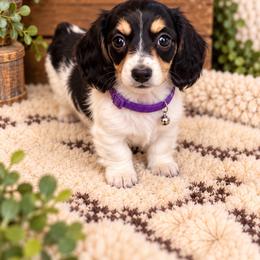 Betsy - Piebald female Dachshund puppy in Central Point, Oregon from Chamberlains Doxie