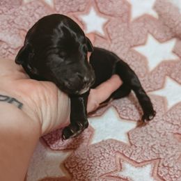 Black Abstract Female - Black female Poodle puppy in Phoenix, Arizona from Moonshine Kennels AZ