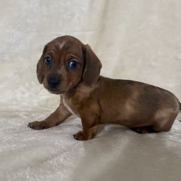 Dachshund puppies from Brittany Corbin