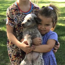 Australian Cattle Dog Puppies from Weleski Chocolate Heelers