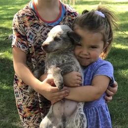Australian Cattle Dog Puppies from Weleski Chocolate Heelers