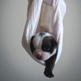 Bulldog Puppies from The Barking Lot