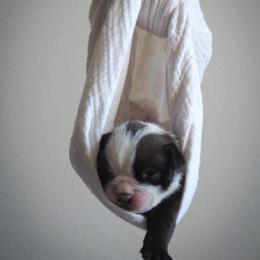 Bulldog Puppies from The Barking Lot
