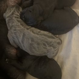 Cane Corso Puppies from AK&J Kentucky Corsos