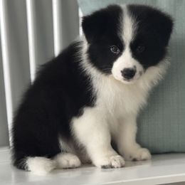 Tegan - Black female Border Collie puppy in Dunn, North Carolina from Coylety Kennel