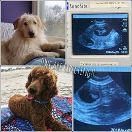 Assorted Doodle Crosses puppies from Pupsaddlife